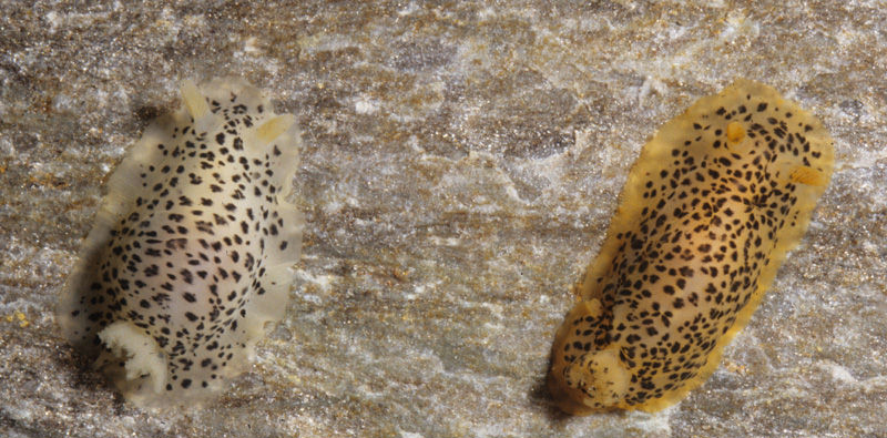 Dendrodoris stohleri